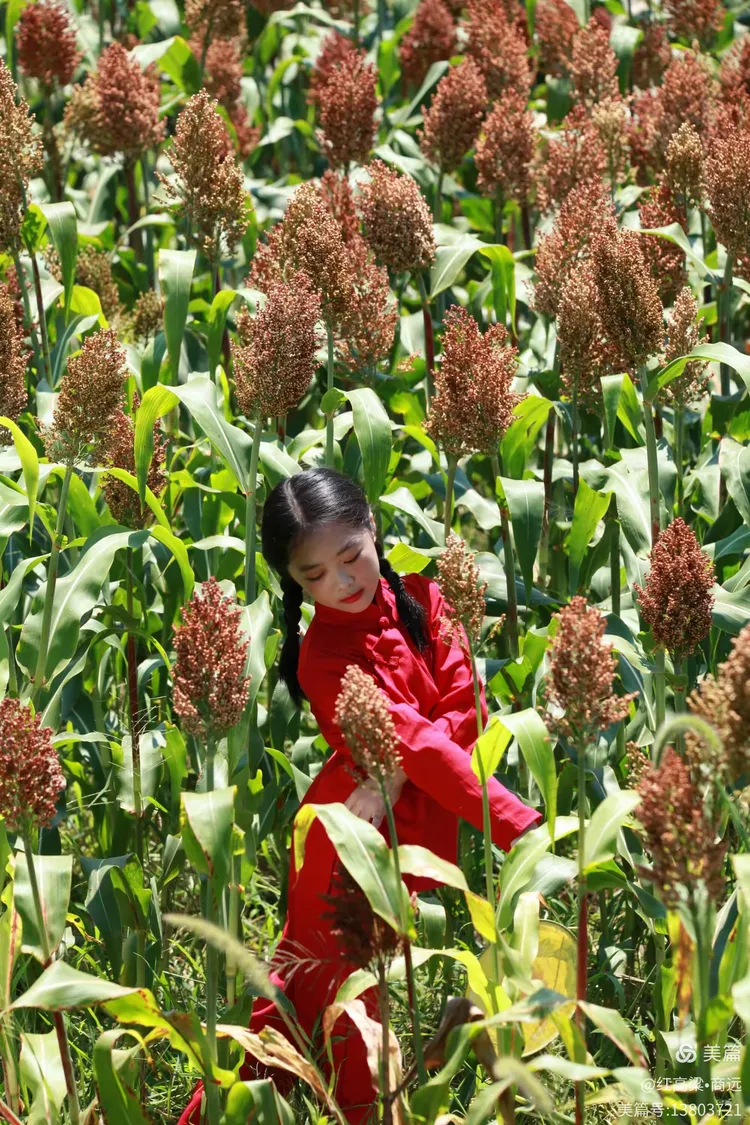 楚儿——江南的小"九儿"